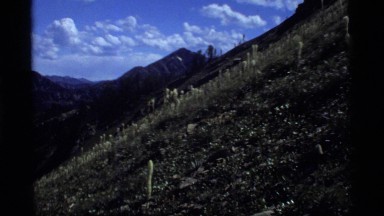1977: the camera zooms in on flowers SAPPHIRE LAKE MONTANA