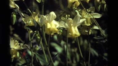 1977: a bee is next to a group of yellow flowers while the wind moves