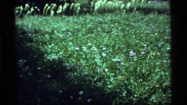 1977: Tall Grass and Wildflowers Swaying in Breeze at Sapphire Lake