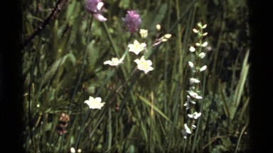 1977: delicate meadow flowers moving in a breeze SAPPHIRE LAKE MONTANA