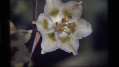 1977: close up view of blooming flower in forested environment in alpine setting