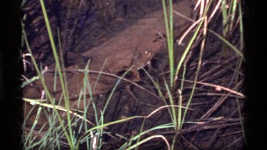 1977: a frog in the wild SAPPHIRE LAKE MONTANA