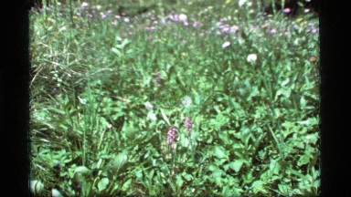 1977: a huge area of land covered with number of flower plants SAPPHIRE LAKE