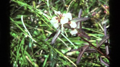 1977: a large fly walks around on the head of a white flower SAPPHIRE LAKE