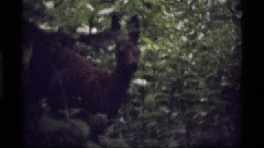 1977: a beautiful deer walking peacefully on the middle of the forest SAPPHIRE