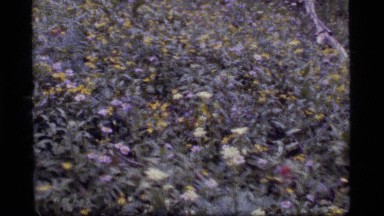 1977: white, yellow, purple and red wildflowers grow in a field SAPPHIRE LAKE
