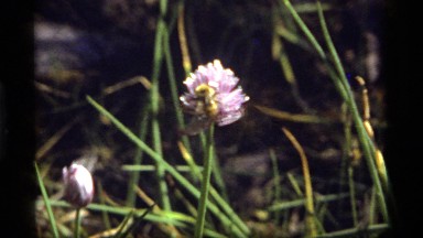 1977: bumble bee collecting pollen from a pink flower SAPPHIRE LAKE MONTANA