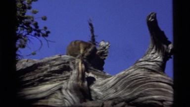 1977: a fat little brown chipmunk grooms itself in a tree SAPPHIRE LAKE MONTANA