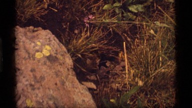 1977: a tinu animal is just coming out of its small hole in a jungle SAPPHIRE