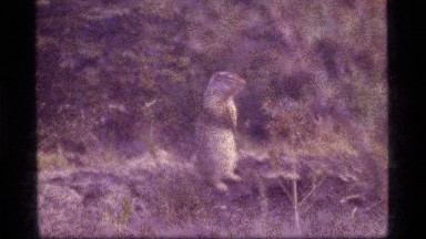 1977: standing prairie dog SAPPHIRE LAKE MONTANA