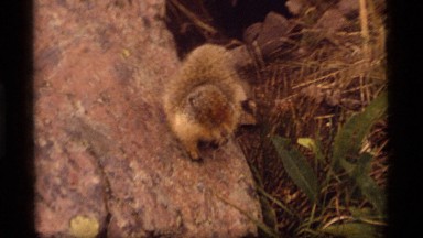 1977: close up of a squirrel walking on a rock in a field. SAPPHIRE LAKE MONTANA