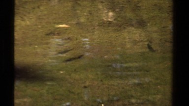 1978: a small school of thin fish swimming around in a lake LAKE TAHOE