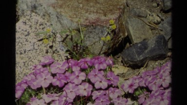 1978: a small patch of purple and white wildflowers in a field LAKE TAHOE