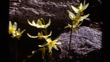 1978: yellow shooting star flowers waving gently in the breeze