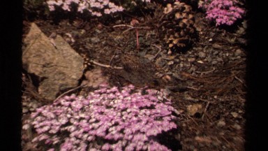 1978: three patches of small pretty purple and pink flowers LAKE TAHOE