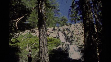 1978: person walking through the woods where there are many different lifeforms
