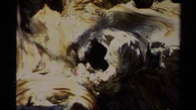 1978: gnarly old weathered twisted log LAKE TAHOE CALIFORNIA