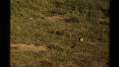 1979: Marmots in a Field in Front of Den Openings Canada
