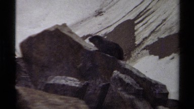 1979: A Panoramic View of a Wild Mammal Perched on a Large Rock