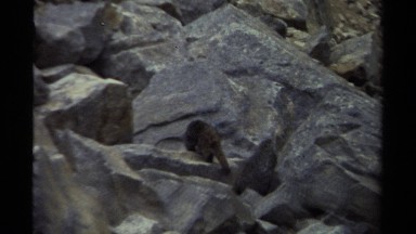 1979: A Small Brown and Black Monkey Leaps on Craggy Rocks