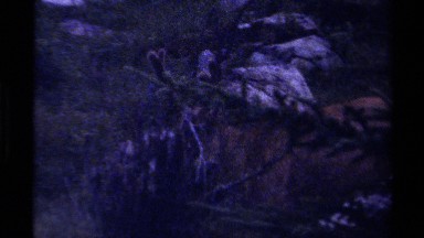 1979: Panning from Lake to Brown Deer Walking Through Forest Searching
