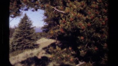 1979: a video panning from left to right to zoom in on a large tree.