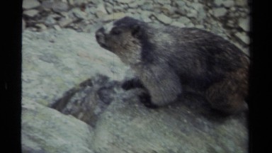 1979: a large rodent like creature crawls out of a hole and pauses