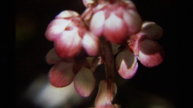 1979: a stunning video showing a red flower and and an accurate directions