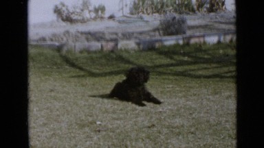 1953: black dog with curly fur rests between short burst of intense activity