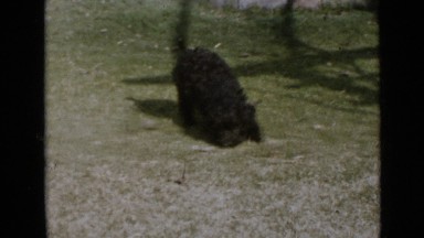 1953: helpless black beauty dog feat vs human CALIFORNIA