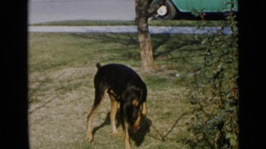 1953: pet doberman pinscher is chained in yard CALIFORNIA