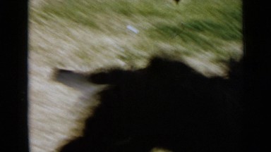 1953: dog is smell something and playing happily without any worry CALIFORNIA