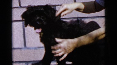 1953: white woman grooming small black dog with red collar CALIFORNIA
