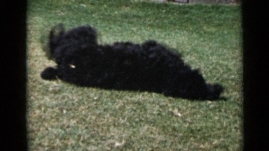 1953: black beautiful dog is playing in garden CALIFORNIA