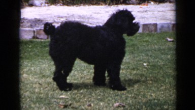1953: black pet dog playing and enjoying on green grass garden CALIFORNIA