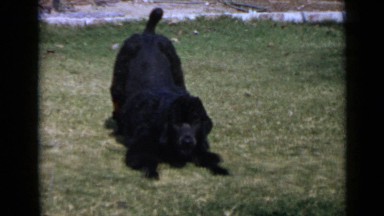 1953: dog is playing excited during daytime at backside of house CALIFORNIA