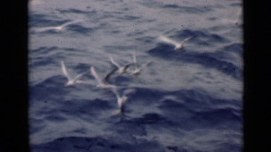 1947: seagulls flying above dark sea waves PERSIAN GULF