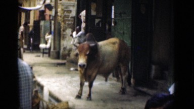 1946: bull standing and slapped by men in market SUEZ CANAL EGYPT