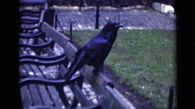 1946: Crow Standing on Chair in London Garden