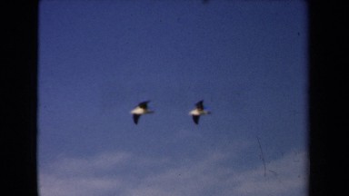1946: Birds Flying High in Blue Sky with Scattered Clouds NETHERLANDS