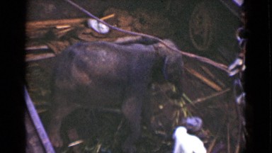 1946: An Elephant Lifted Using Rope and Hook in Colombo Ceylon