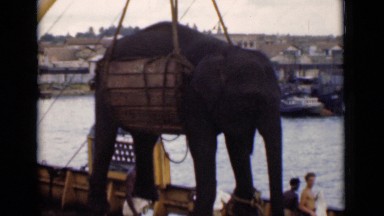 1946: massive elephant being loaded onto ship COLOMBO CEYLON