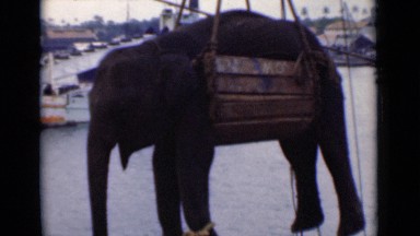 1946: elephant are lifted by some lifting machines for saving life COLOMBO
