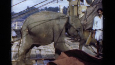 1946: elephant eating while by standards go about their business COLOMBO CEYLON