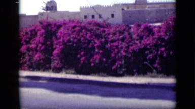 1946: purple flowers outside fort EGYPT