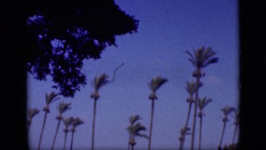 1946: lot of palm trees standing up in air on clear day EGYPT