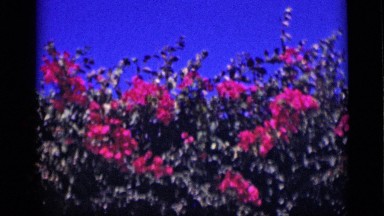 1946: clusters of deep pink flowers grow in hedge and sway with breeze EGYPT