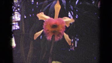1944: Pink Flower Blooming on Plant in Kauai Hawaii