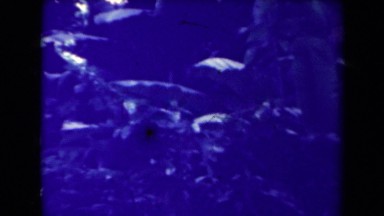 1944: forest in night time, plants in night time, plants in night vision