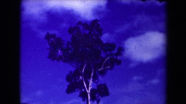 1944: huge tree is touching sky from village area. PAPUA NEW GUINEA